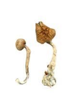 buy psychedelic mushroom online​