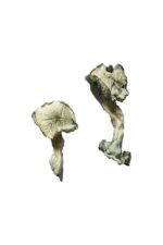 albino cambodians magic mushrooms