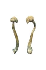 albino treasure coast magic mushrooms