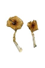 ban thurian magic mushrooms