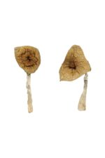 blue magnolia rust magic mushrooms