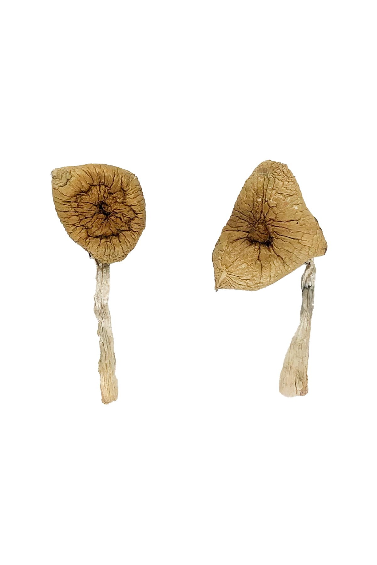 blue magnolia rust magic mushrooms