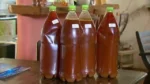 Buy Ayahuasca Tea UK