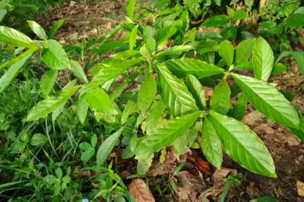 buy psychotria viridis (chacruna) leaves