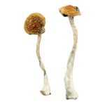 costa rican blue magic mushrooms