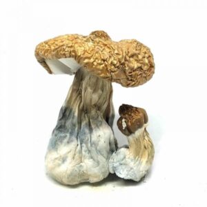 mdma clinical trials near me