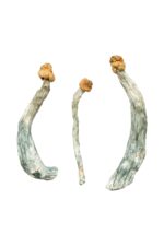 creeper magic mushrooms