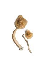 mdma sex stories​