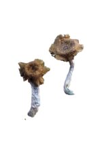 florida white (f+) magic mushrooms