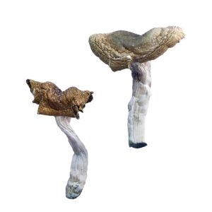 mdma dosage reddit​