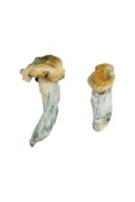 buying psychedelic mushrooms online​