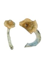 gold member magic mushrooms
