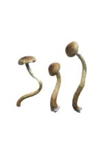 buying psychedelic mushrooms