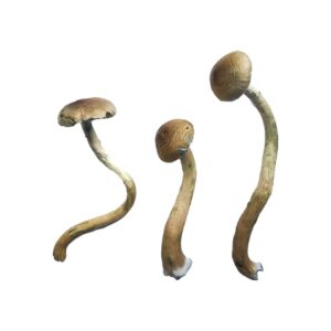 buying psychedelic mushrooms