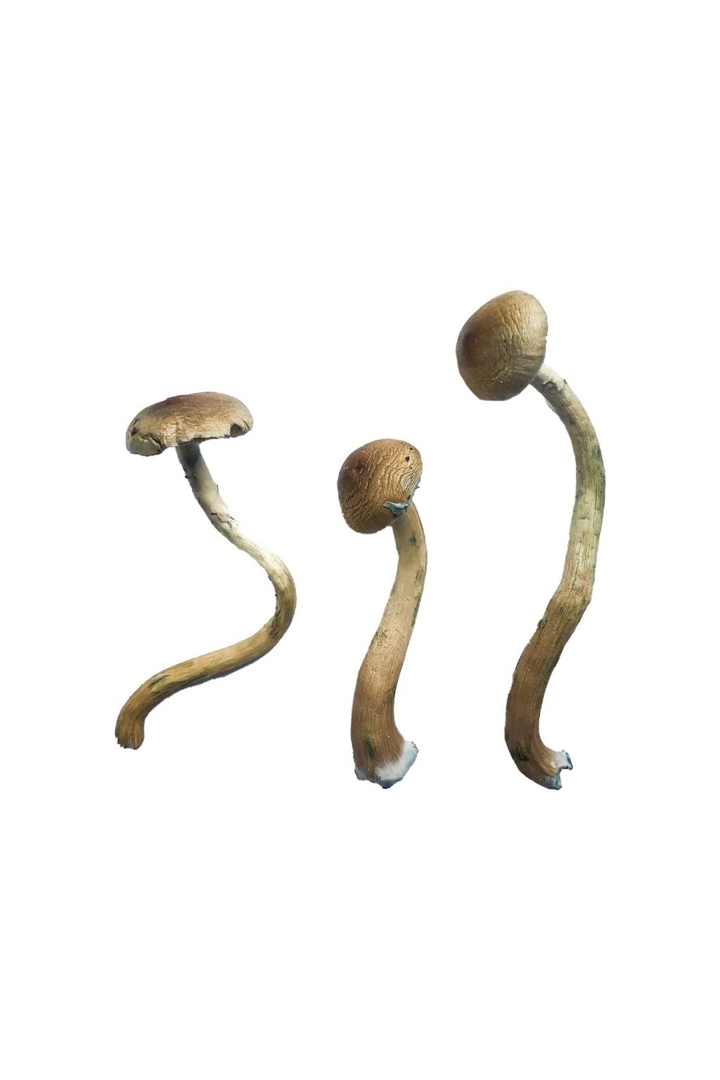 buying psychedelic mushrooms buying psychedelic mushrooms