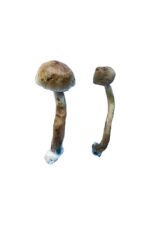 golden teacher special magic mushrooms