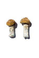 where can i get magic mushrooms