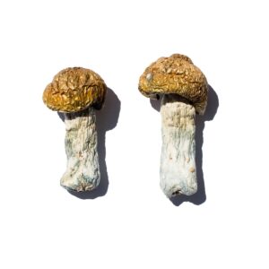 import placeholder for 384