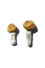 hero magic mushrooms