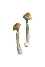 buy hillbilly magic mushrooms