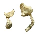 jack frost magic mushrooms