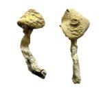 buying magic mushrooms​