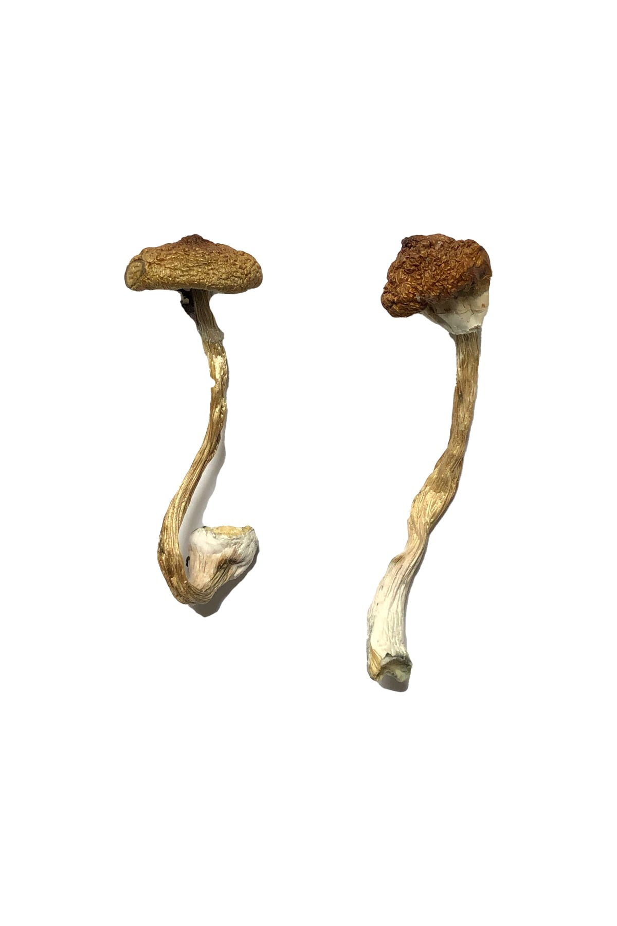 buy psilocybin mushrooms uk​ buy psilocybin mushrooms uk​