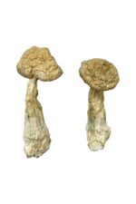 buy leucistic burma magic mushrooms