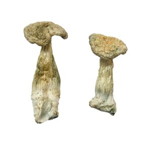 import placeholder for 440