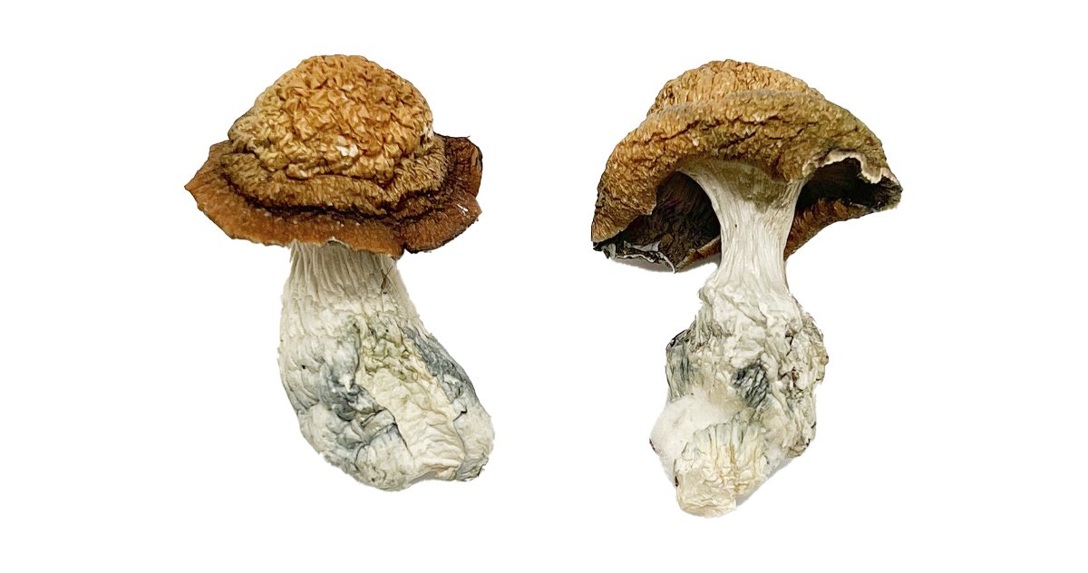 Buy Makilla Gorilla Magic Mushrooms Buy Makilla Gorilla Magic Mushrooms