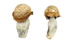 buy makilla gorilla magic mushrooms
