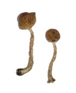buy malabar magic mushrooms