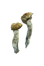 buy mazatapec magic mushrooms