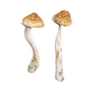 have a good trip adventures in psychedelics​