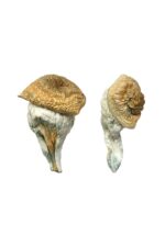 buy mystery fatass magic mushrooms