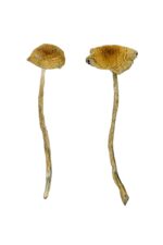 buy nepal chitwan magic mushrooms