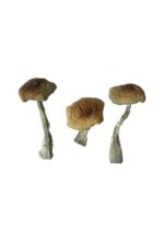 buy psilocybe aztecorum magic mushrooms