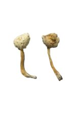 buy rusty whyte magic mushrooms