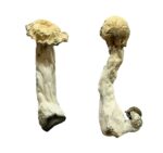 buy shakti (albino malabar) magic mushrooms