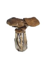 buy south american magic mushrooms