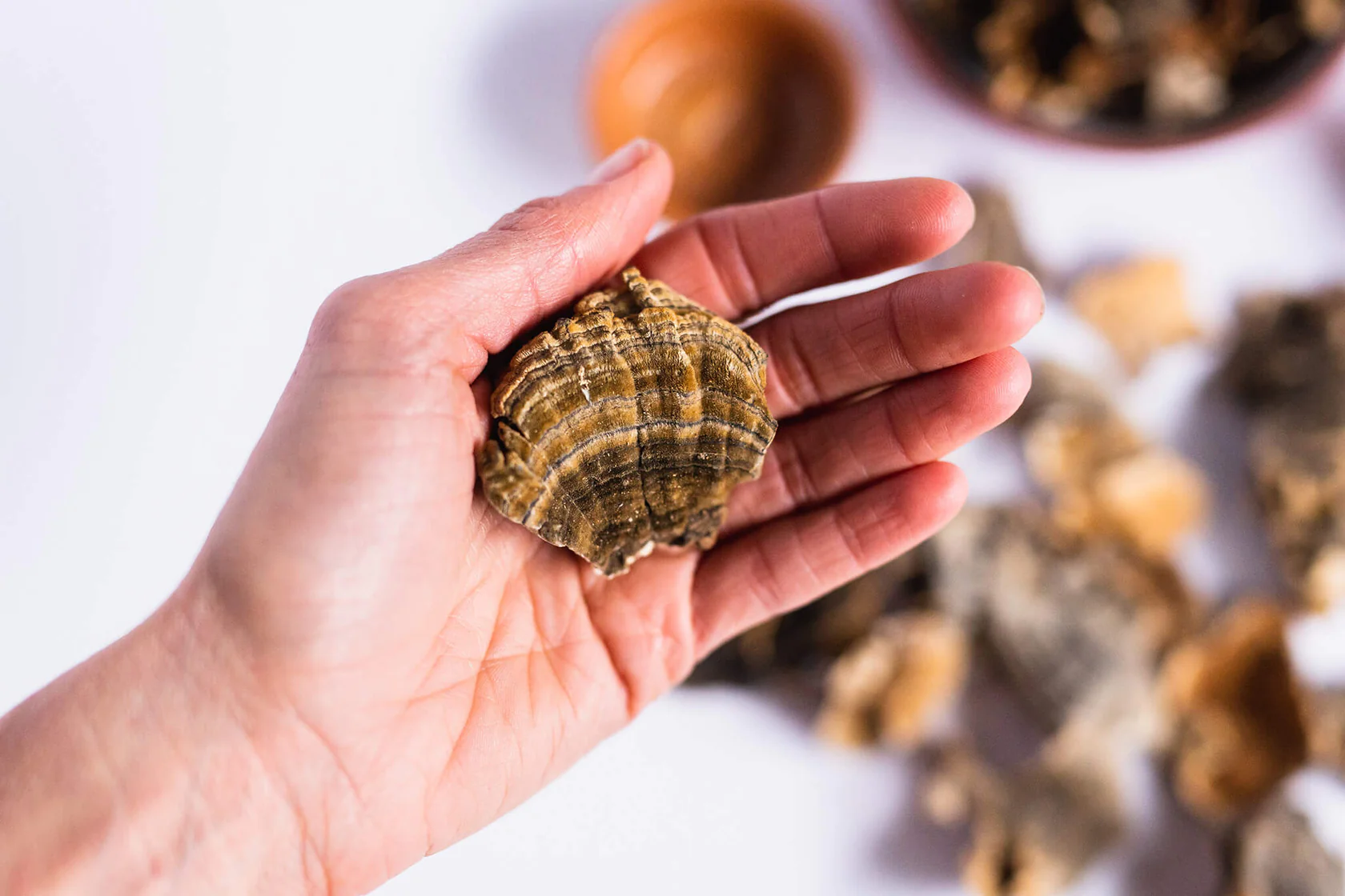 stay wyld organics – turkey tail mushroom capsules (bottle of 90)