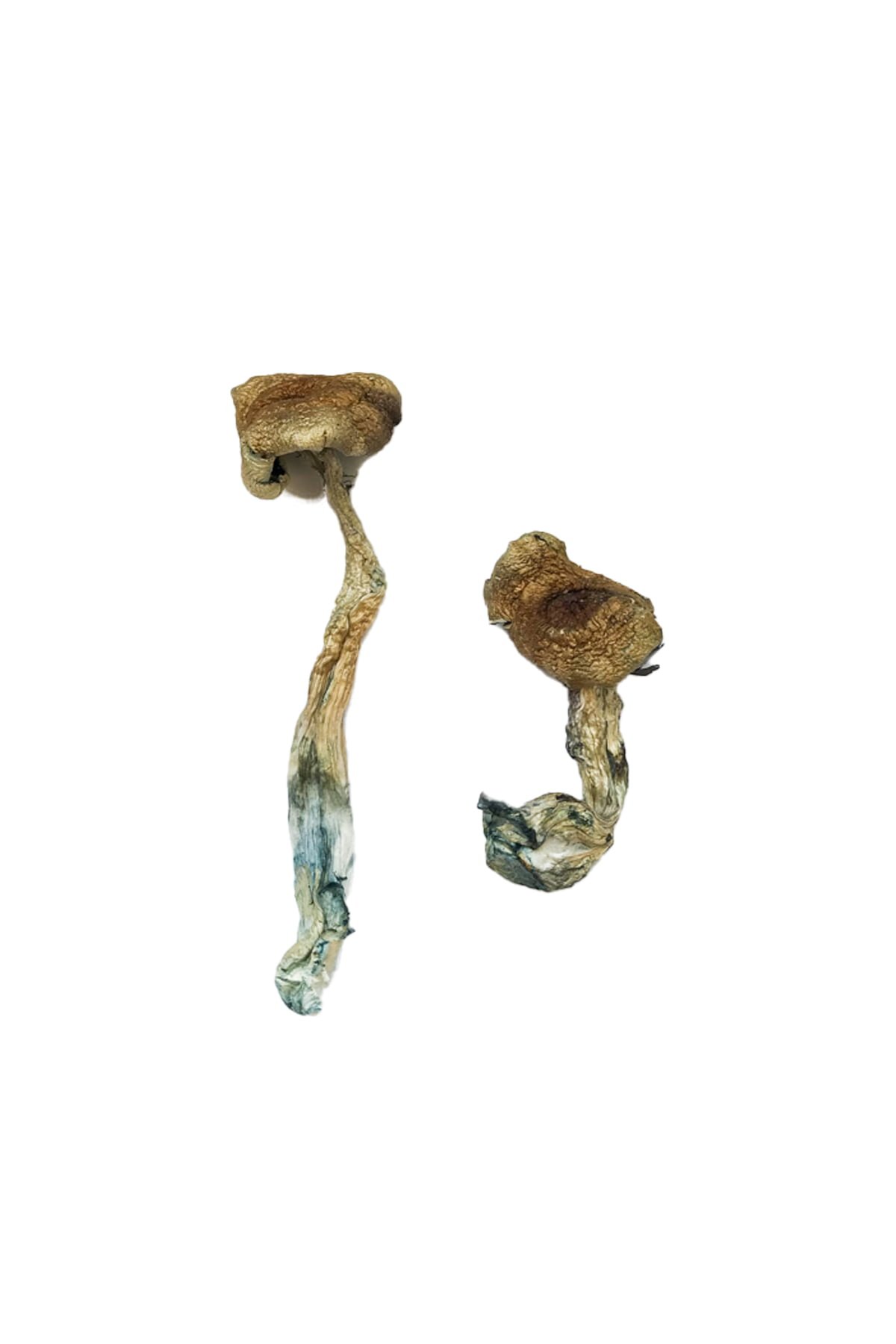 Buy Texas Yellow Cap Magic Mushrooms Buy Texas Yellow Cap Magic Mushrooms