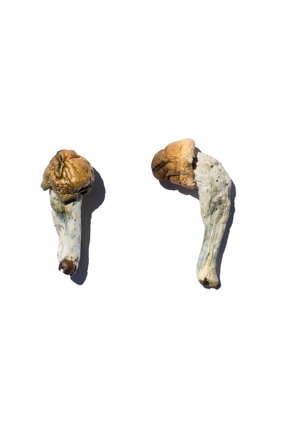 Buy Trans Envy Magic Mushrooms Buy Trans Envy Magic Mushrooms