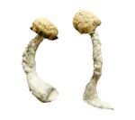 buy trinity magic mushrooms