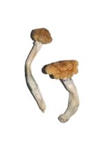 buy vietnamese magic mushrooms