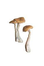 buy wavy caps magic mushrooms