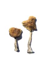 buy wollongong magic mushrooms