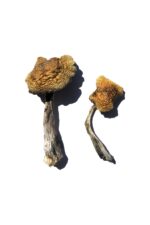 mushroom for sale