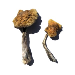 mushroom for sale