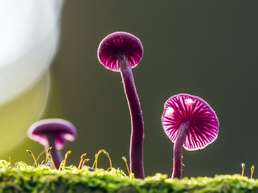 amethyst deceiver mushrooms 1329276825 643a3613450e4c9289e60e870e5a0da7